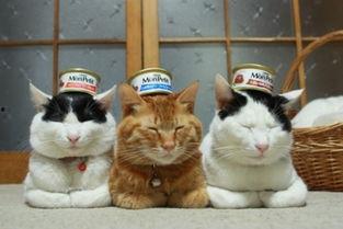 国产湿猫咪在线