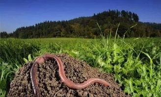 鸡吃蚯蚓国产动画视频在线观看