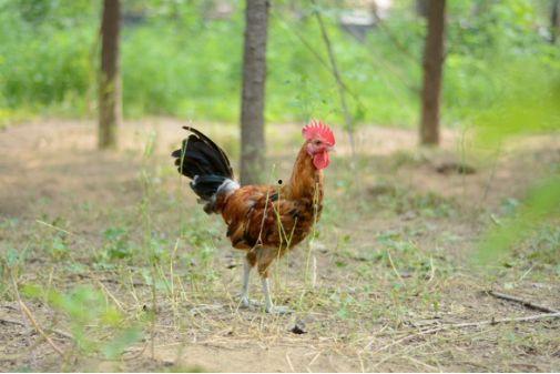 鸡把国产在线,鸡的视角看中国互联网新势力